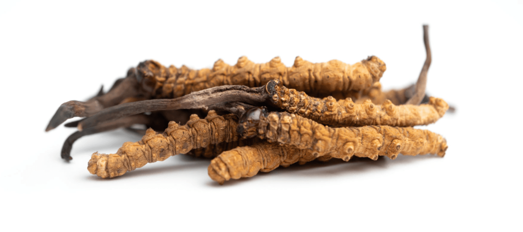 Cordyceps Mushroom: Nature's Gift to Wellness - Merkaela Life